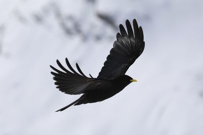 Low angle view of bird flying