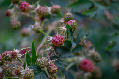 Close-up of red berries growing on plant