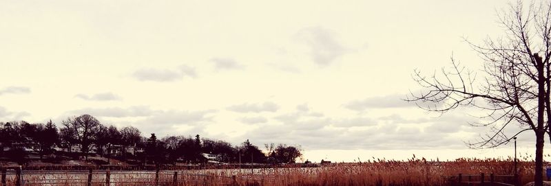 Bare trees on field against cloudy sky