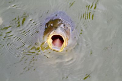 High angle view of turtle in sea