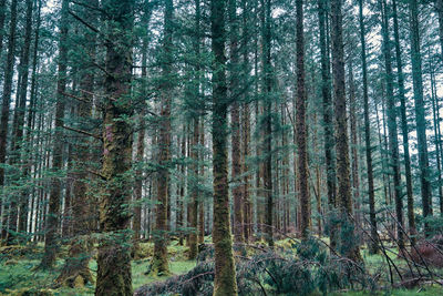 Pine trees in forest