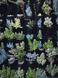 Close-up of potted plants in greenhouse