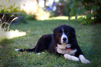 Dog relaxing on field