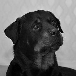 Close-up of dog looking away