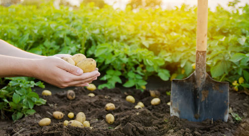 gardening