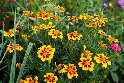 Close-up of flowering plants on field