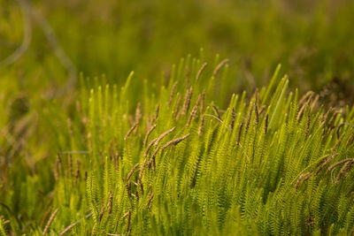 Close-up of fresh green plants