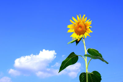 Low angle view of sunflower blooming against clear blue sky