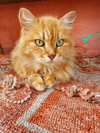 Portrait of kitten on rug