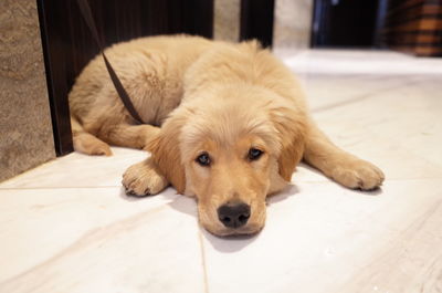 Close-up portrait of dog resting on floor