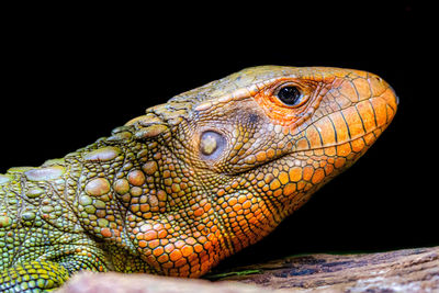 Close-up of a lizard