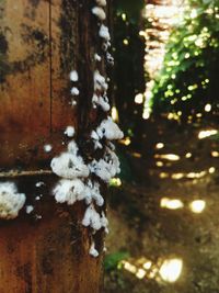 Close-up of snow on tree trunk during winter