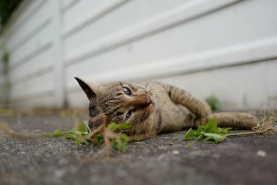 Close-up of a cat resting on footpath