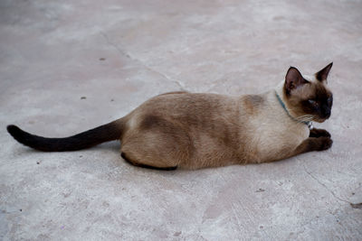 Cat sleeping on floor in city