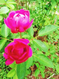 Close-up of pink flowers blooming outdoors