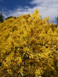 Close-up of yellow flowering plants on field