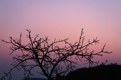 Low angle view of silhouette bare tree against sky at sunset