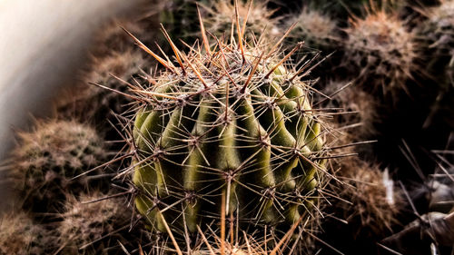 High angle view of cactus plant