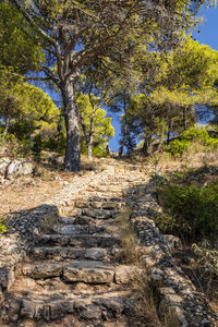 Footpath amidst trees