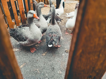 High angle view of pigeons perching on wood