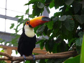 Close-up of hornbill perching on tree