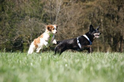 View of a dog on field