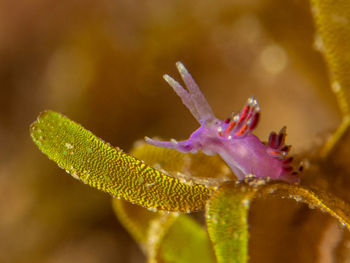 Close-up of pink flowering plant
