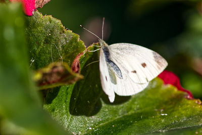 Close-up of butterfly on flower