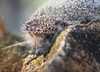 High angle view of an animal on land