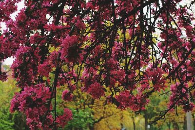 Pink flowers growing on tree