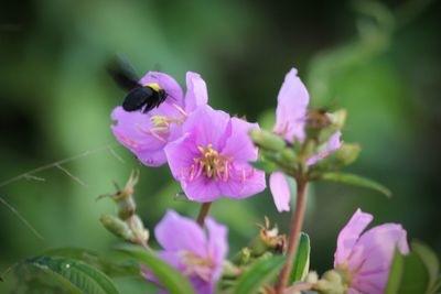 Close-up of pink flowering plant