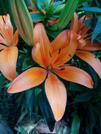 High angle view of orange flowering plant
