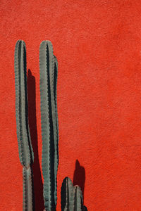 View of cactus against orange wall