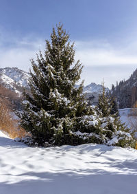 Pine trees on snow covered land against sky