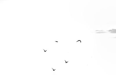 Low angle view of birds flying in the sky