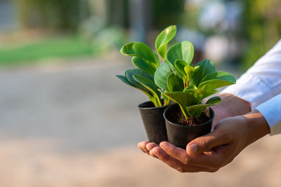 Close-up of hands holding potted plants