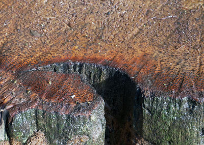 Close-up of lizard on rock