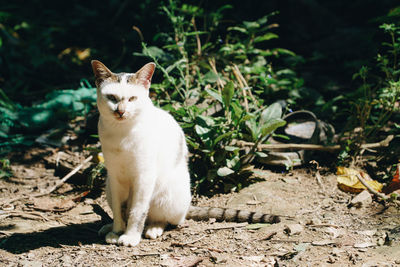 Thai cat sits on the ground looking at camera.