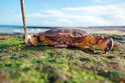 Close-up of a turtle in the sea