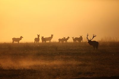 Silhouette deer on field