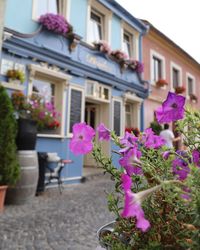 Pink flowering plants outside building