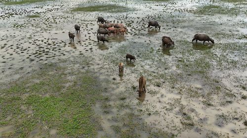 High angle view of horses on beach