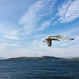 Bird flying over sea against sky