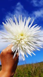 Close-up of hand holding white flowering plant against sky