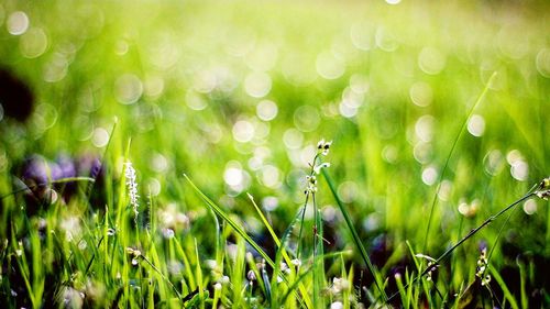 Close-up of raindrops on grass