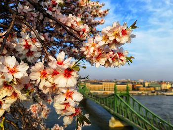 Close-up of cherry blossom tree by river against sky