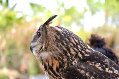 Close-up of a bird