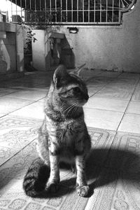 Cat sitting on floor