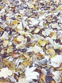 Full frame shot of leaves