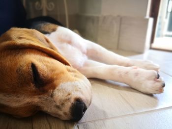 Close-up of a dog sleeping on floor at home